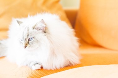 Beyaz neva maskeli balo kedi, uzun saçlı Sibirya doğurmak