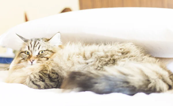Bruine kat, langharige, op het bed — Stockfoto