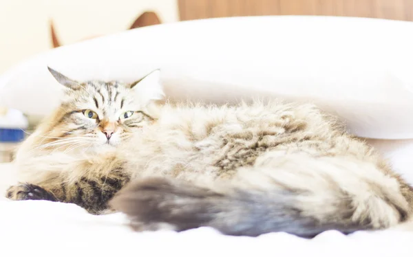 Gato marrom, cabelos longos, na cama — Fotografia de Stock