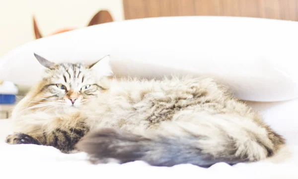 Bruine kat, langharige, op het bed — Stockfoto