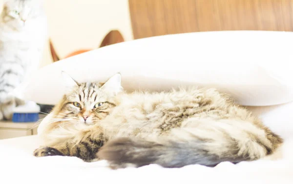 Gato marrom, cabelos longos, na cama — Fotografia de Stock