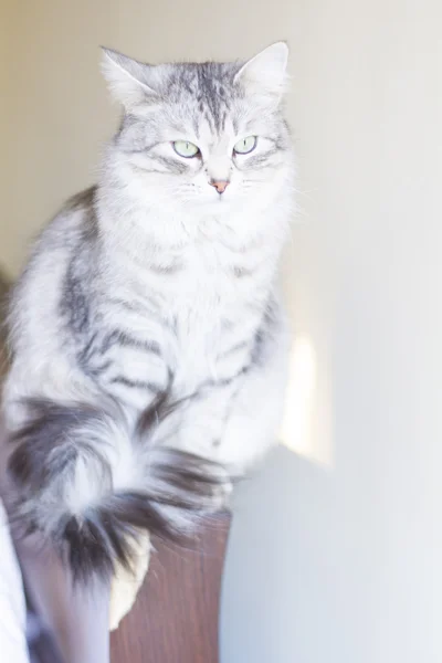 Silver female cat, siberian — Stock Photo, Image