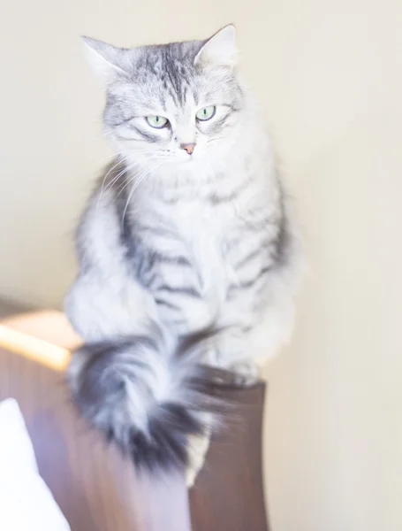 Gatto femmina argento, siberiana — Foto Stock