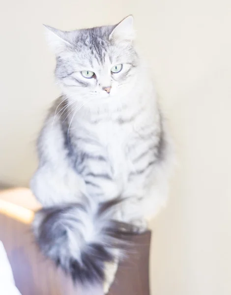 Gato fêmea prata, siberiano — Fotografia de Stock