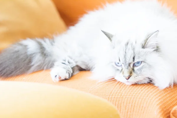 Witte neva masquerade kat, langharige Siberische ras — Stockfoto