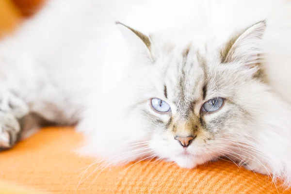 Bílá neva masquerade kočka, dlouhosrstý sibiřské plemeno — Stock fotografie