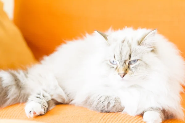 White neva masquerade cat, long haired siberian breed — Stock Photo, Image