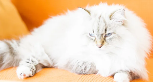 Blanco neva mascarada gato, pelo largo siberiano crianza —  Fotos de Stock