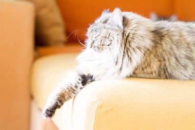 Sibirya doğurmak, kadın kahverengi kedi