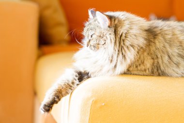 Sibirya doğurmak, kadın kahverengi kedi