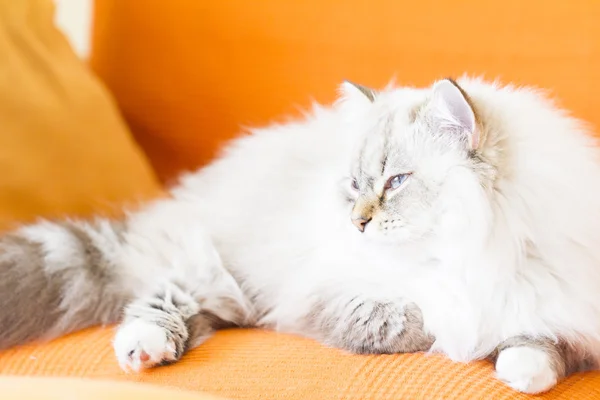 Biały neva masquerade kot, rasy siberian długowłosy — Zdjęcie stockowe