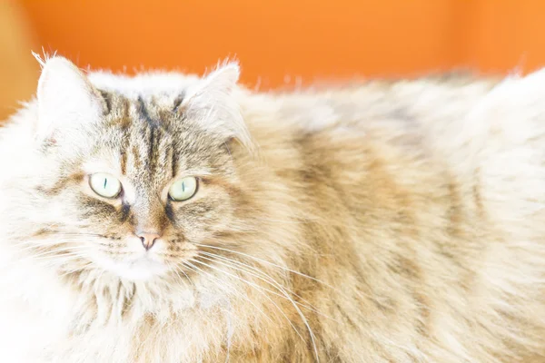 Brun katt för sibiriska ras, kvinnliga — Stockfoto