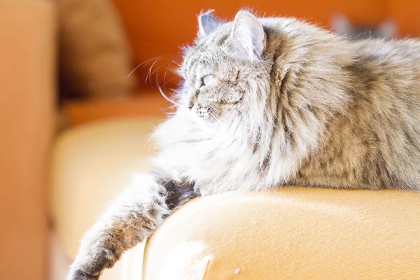 Brązowy kot syberyjski rasa, samica — Zdjęcie stockowe