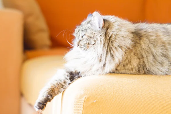 Braune Katze sibirischer Rasse, Hündin — Stockfoto