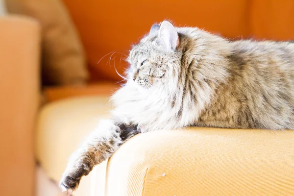 Brązowy kot syberyjski rasa, samica — Zdjęcie stockowe