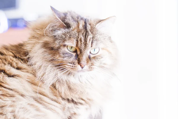 Gato marrón de raza siberiana, hembra —  Fotos de Stock