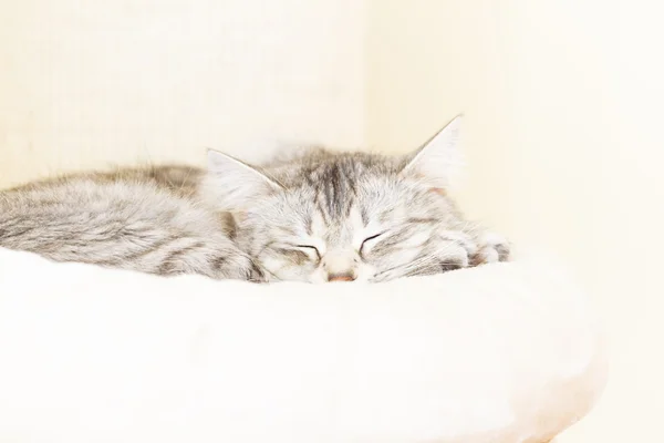 Silberne Katze, sibirisch — Stockfoto