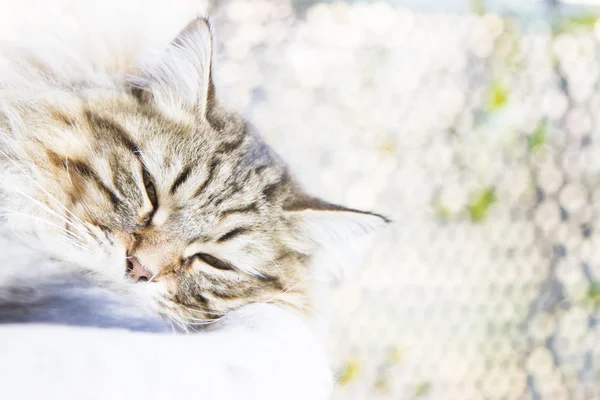 Gatto bruno, dai capelli lunghi — Foto Stock