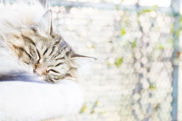 Braune Katze, langhaarig — Stockfoto