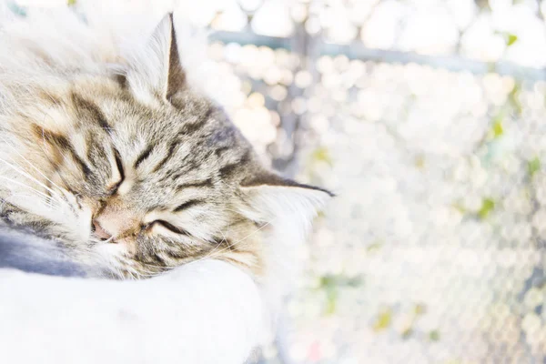 Braune Katze, langhaarig — Stockfoto