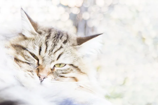 Bruine kat, langharige — Stockfoto