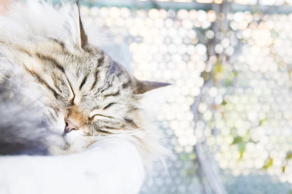 Gatto bruno, dai capelli lunghi — Foto Stock