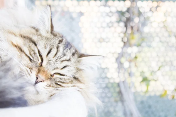 Gato marrón, de pelo largo —  Fotos de Stock