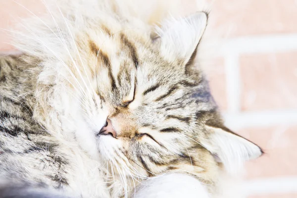 Kahverengi kedi, uzun saçlı — Stok fotoğraf