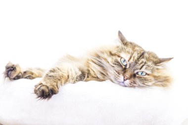 yumuşak bir sepet içine kahverengi üç renkli kedi