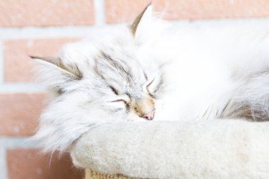 Candit kedi tırmalamak posta, Sibirya doğurmak içine