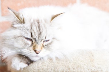 Candit kedi tırmalamak posta, Sibirya doğurmak içine