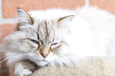 Candit kedi tırmalamak posta, Sibirya doğurmak içine