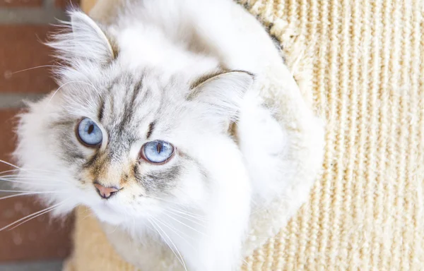 Candit cat into the scratching post, siberian breed — Stock Photo, Image