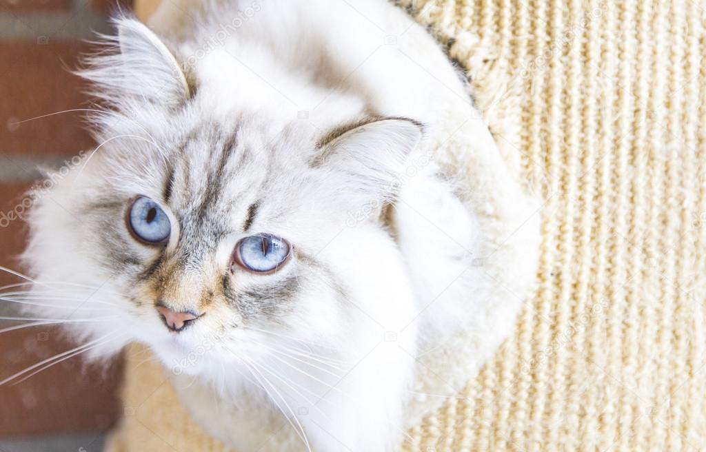 Candit cat into the scratching post, siberian breed