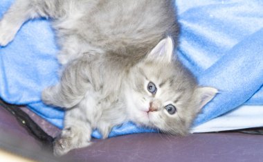 kedi, bir ay mavi köpek yavrusu