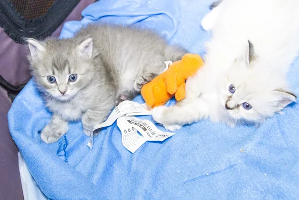 Welpen der sibirischen Katze — Stockfoto