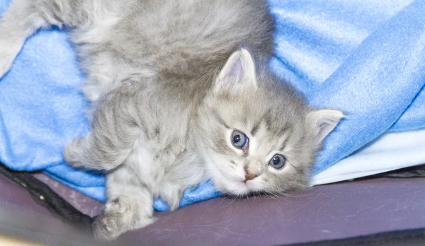 Kedi, bir ay mavi köpek yavrusu — Stok fotoğraf