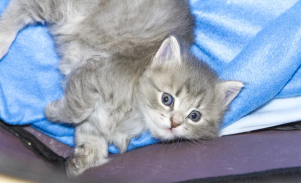 Kedi, bir ay mavi köpek yavrusu — Stok fotoğraf