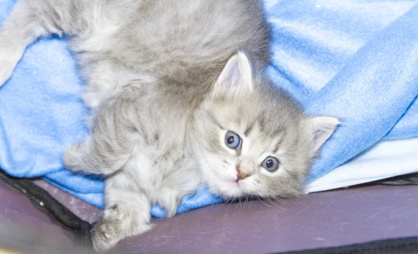 Kedi, bir ay mavi köpek yavrusu — Stok fotoğraf