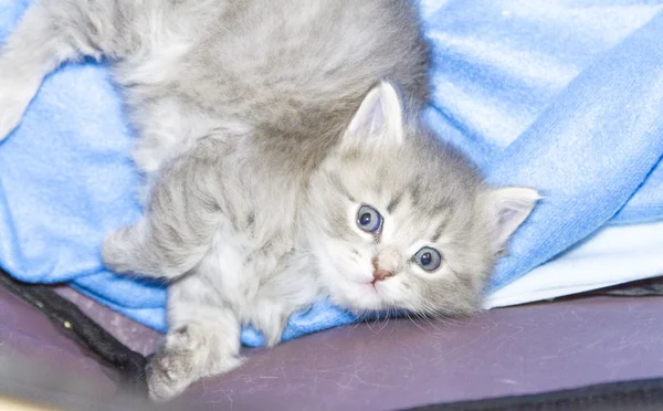 Cucciolo blu di gatto, un mese — Foto Stock