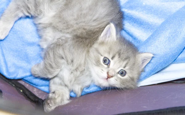 Kedi, bir ay mavi köpek yavrusu — Stok fotoğraf