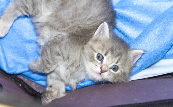 Kedi, bir ay mavi köpek yavrusu — Stok fotoğraf