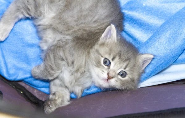Cucciolo blu di gatto, un mese — Foto Stock
