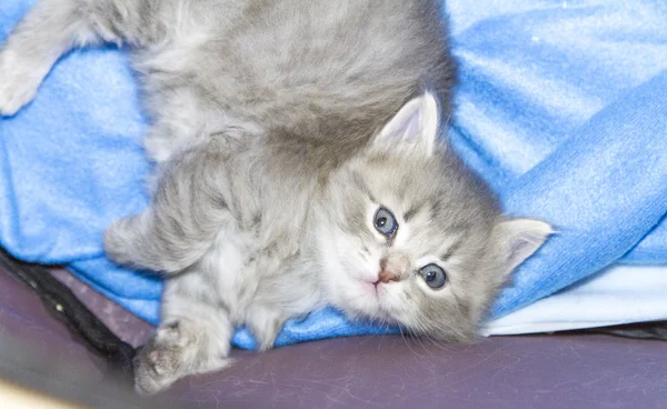 Cucciolo blu di gatto, un mese — Foto Stock