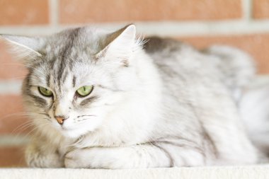 Yetişkin catof Sibirya doğurmak, gümüş sürüm, tırmalamak po