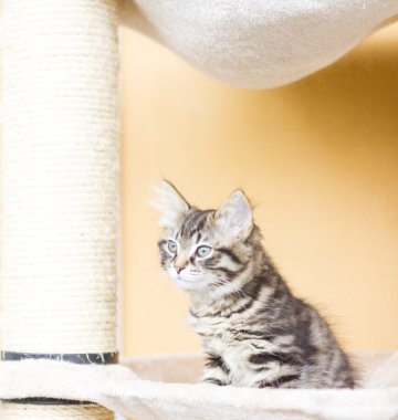 Sibirya doğurmak tırmalamak posta üzerinde oynarken kahverengi köpek yavrusu