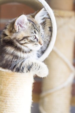 Sibirya doğurmak tırmalamak posta üzerinde oynarken kahverengi köpek yavrusu