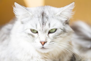 Yetişkin catof Sibirya doğurmak, gümüş sürüm, tırmalamak po