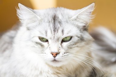 Yetişkin catof Sibirya doğurmak, gümüş sürüm, tırmalamak po