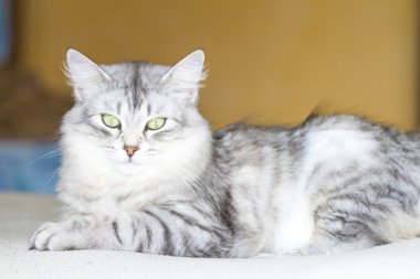 Yetişkin catof Sibirya doğurmak, gümüş sürüm, tırmalamak po